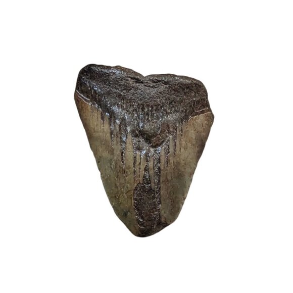 Fossilized Shark Tooth Megalodon Polished Ocean Collectible 2.5" by 2" - Picture 1 of 6